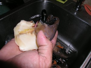 cleaning conch
