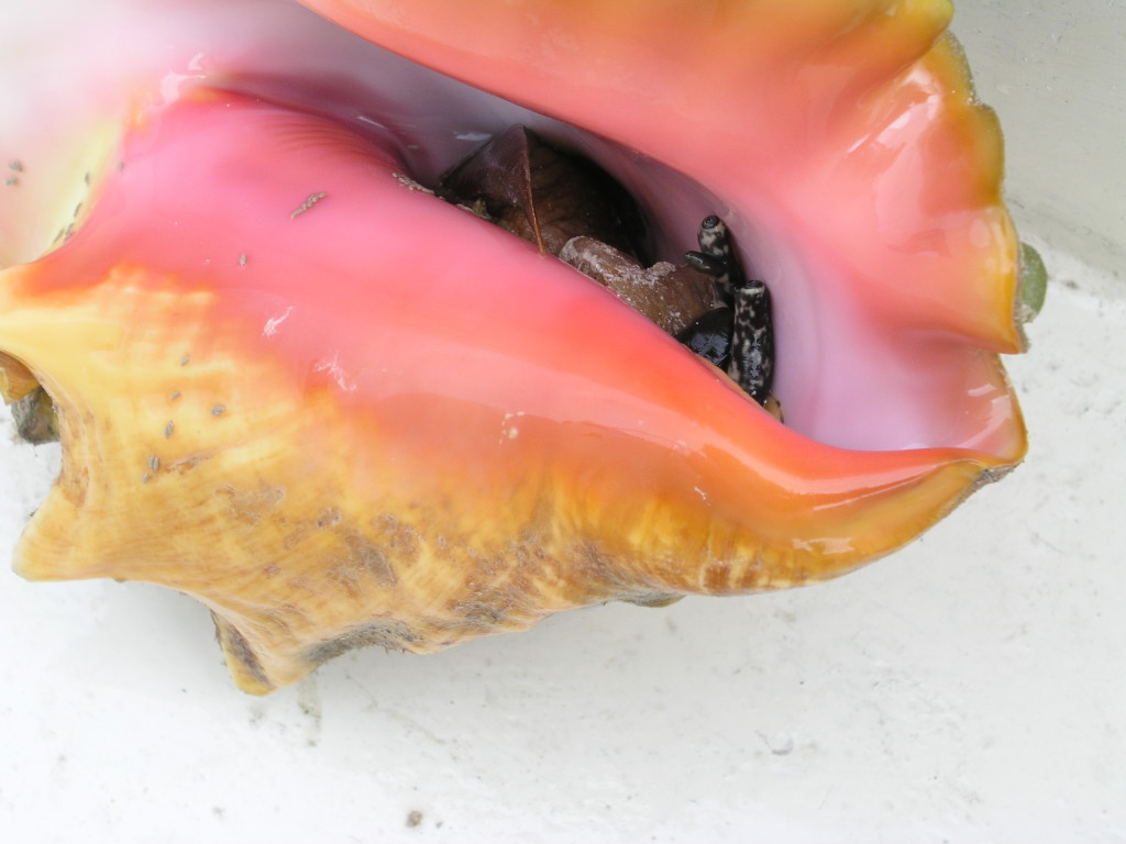 conch peeking from shell