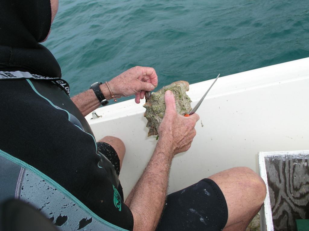 removing the conch from the shell