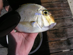 progie hand line fishing bahamas