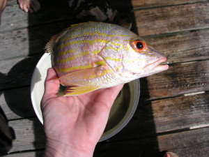 Hand line fishing in the Abacos 