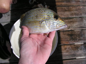 striped bahamas grunt hand line fishing