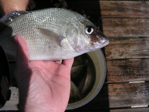 bahamas grunt hand line fishing