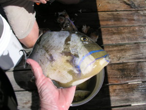 Hand line fishing in the Abacos 