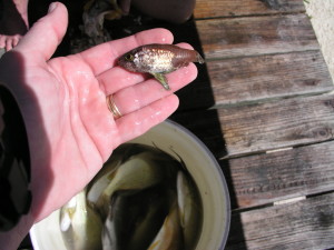 fish that lives in Bahamian conch