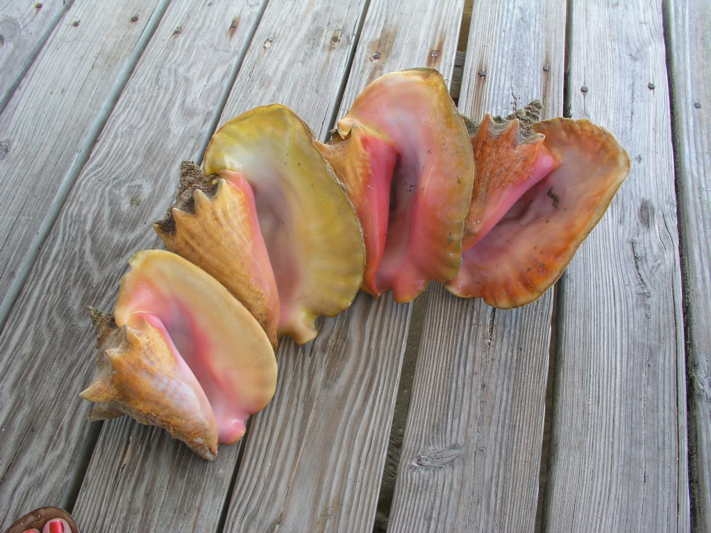 Colorful conch shells on deck
